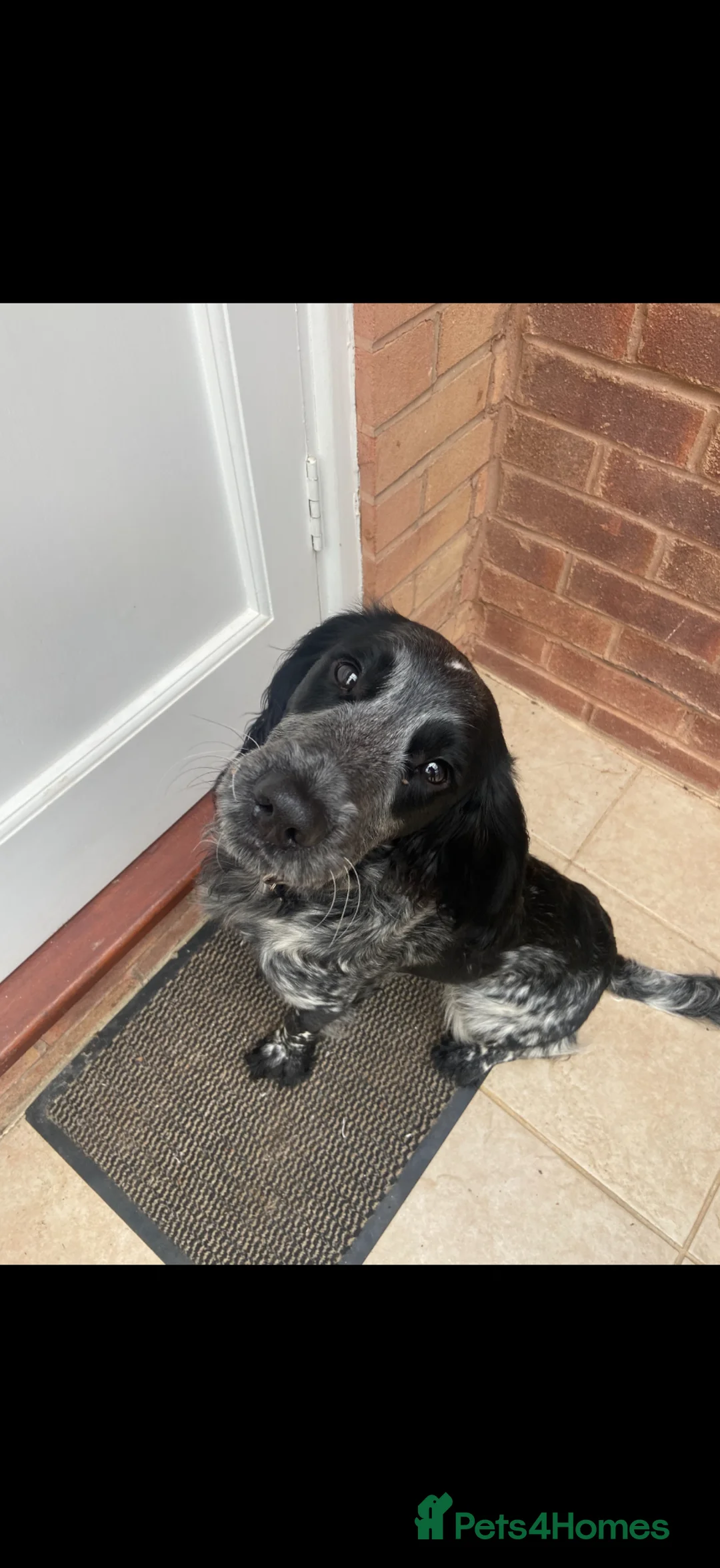 Sprocker dogs for sale: 10 month old sprocker spaniel  in Tiverton - Advert 3