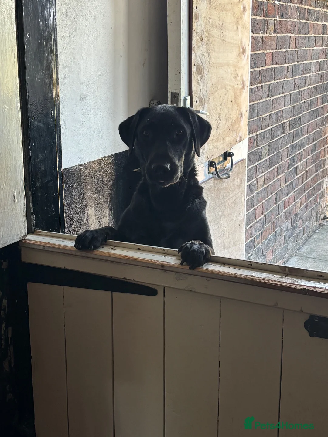 Labrador Retriever dogs for sale: *Stunning Labrador puppies* - Advert 2