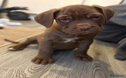 Cane Corso dogs for sale: Female cane Corso puppy - Image 2