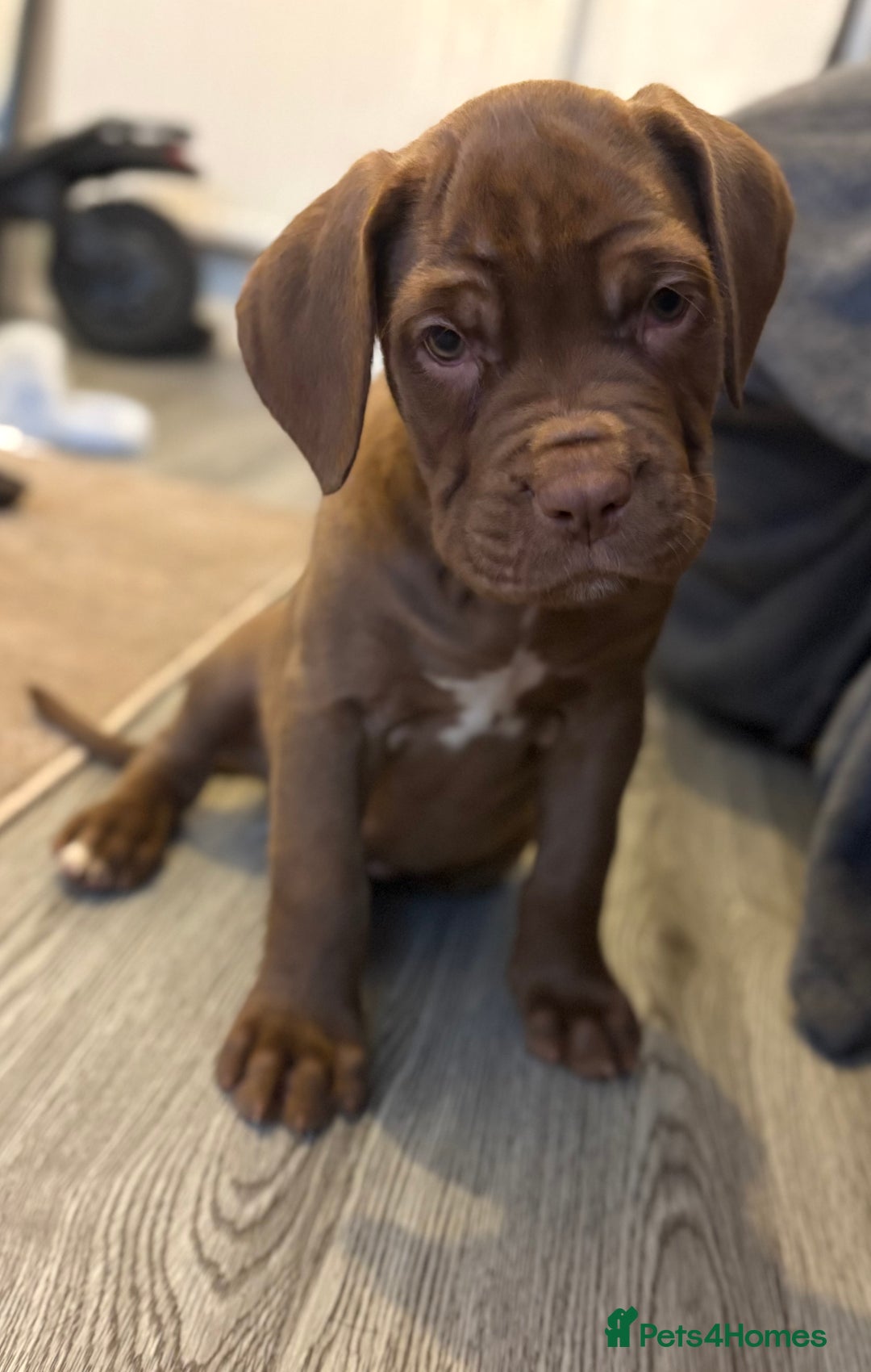 Cane Corso dogs for sale: Female cane Corso puppy - Image 2