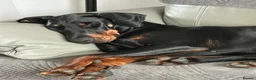 Dobermann dogs for stud: Amazing Dobermann stud - Advert 4