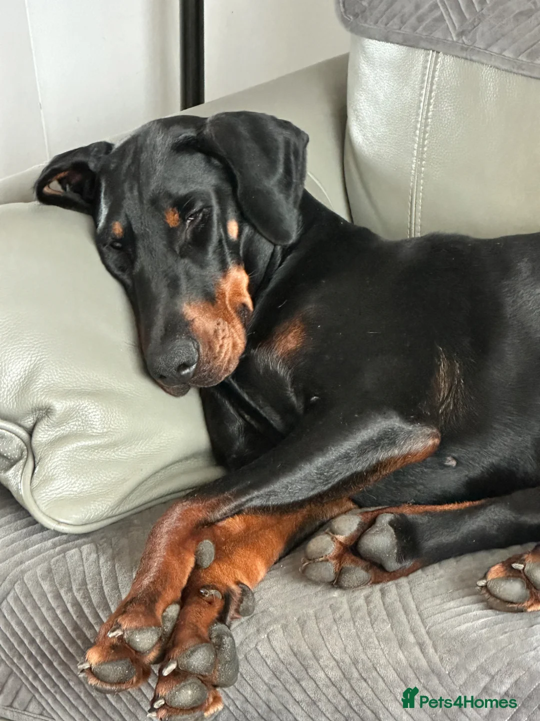 Dobermann dogs for stud: Amazing Dobermann stud - Advert 4