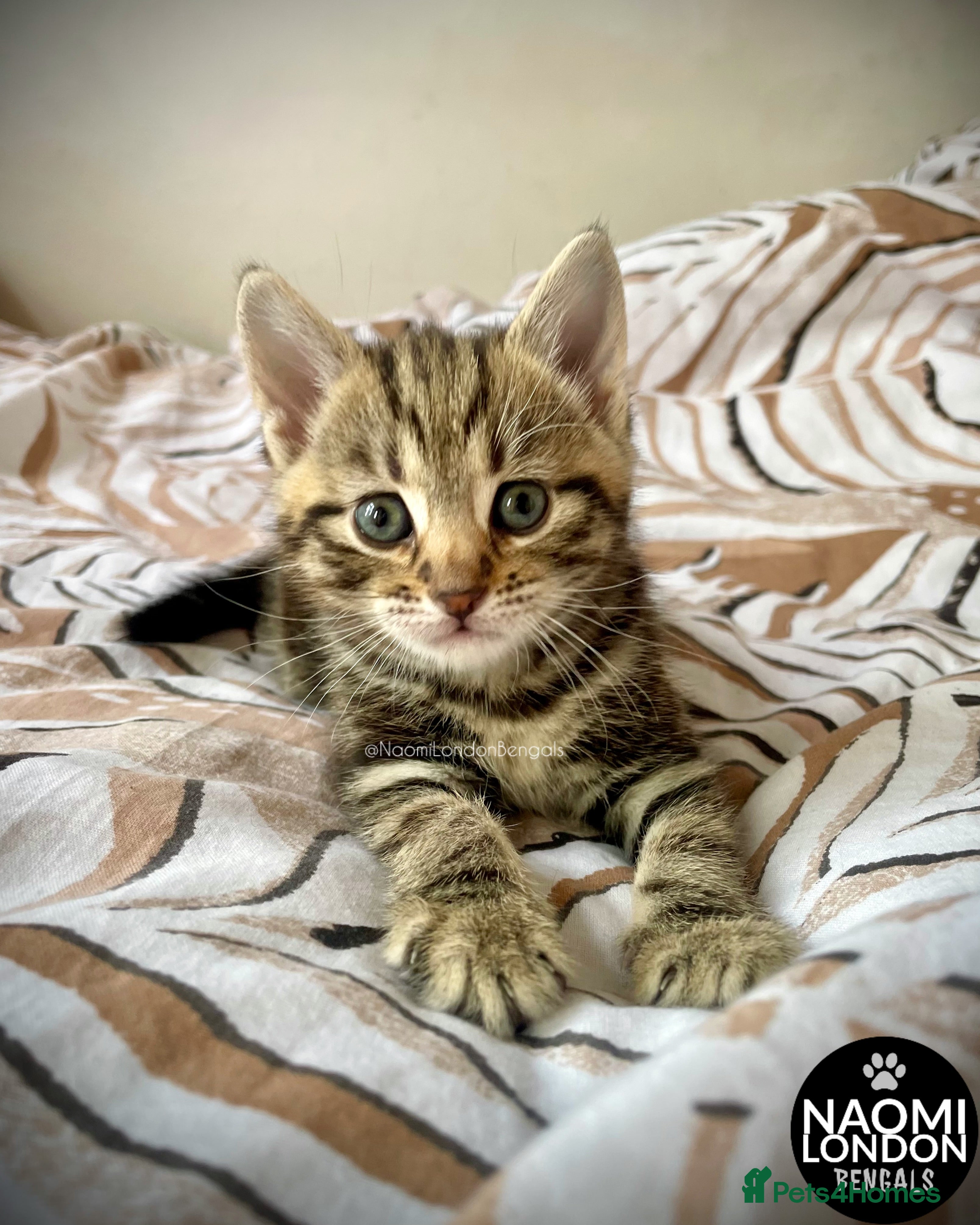 Bengal cats 💙🩵 BENGAL KITTENS 🩵💙 2 AVAILABLE! 🔥🔥 - Advert 2