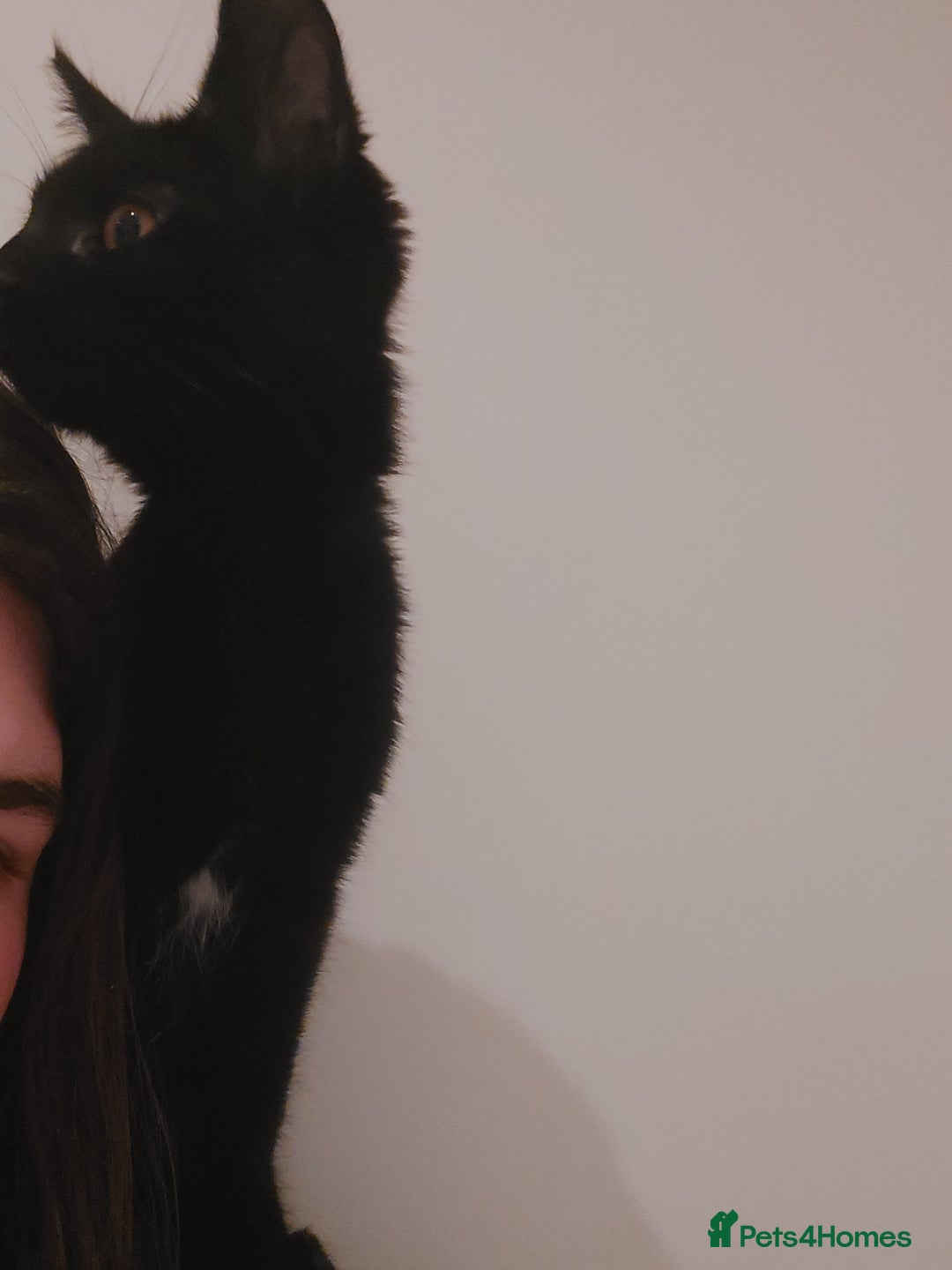 Domestic Shorthair cats for sale: Salem*please read description* - Advert 5