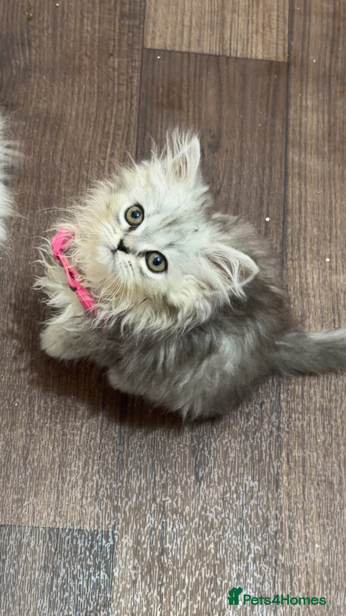Ragdoll cats Cute Kittens Looking for Forever Homes - Advert 1