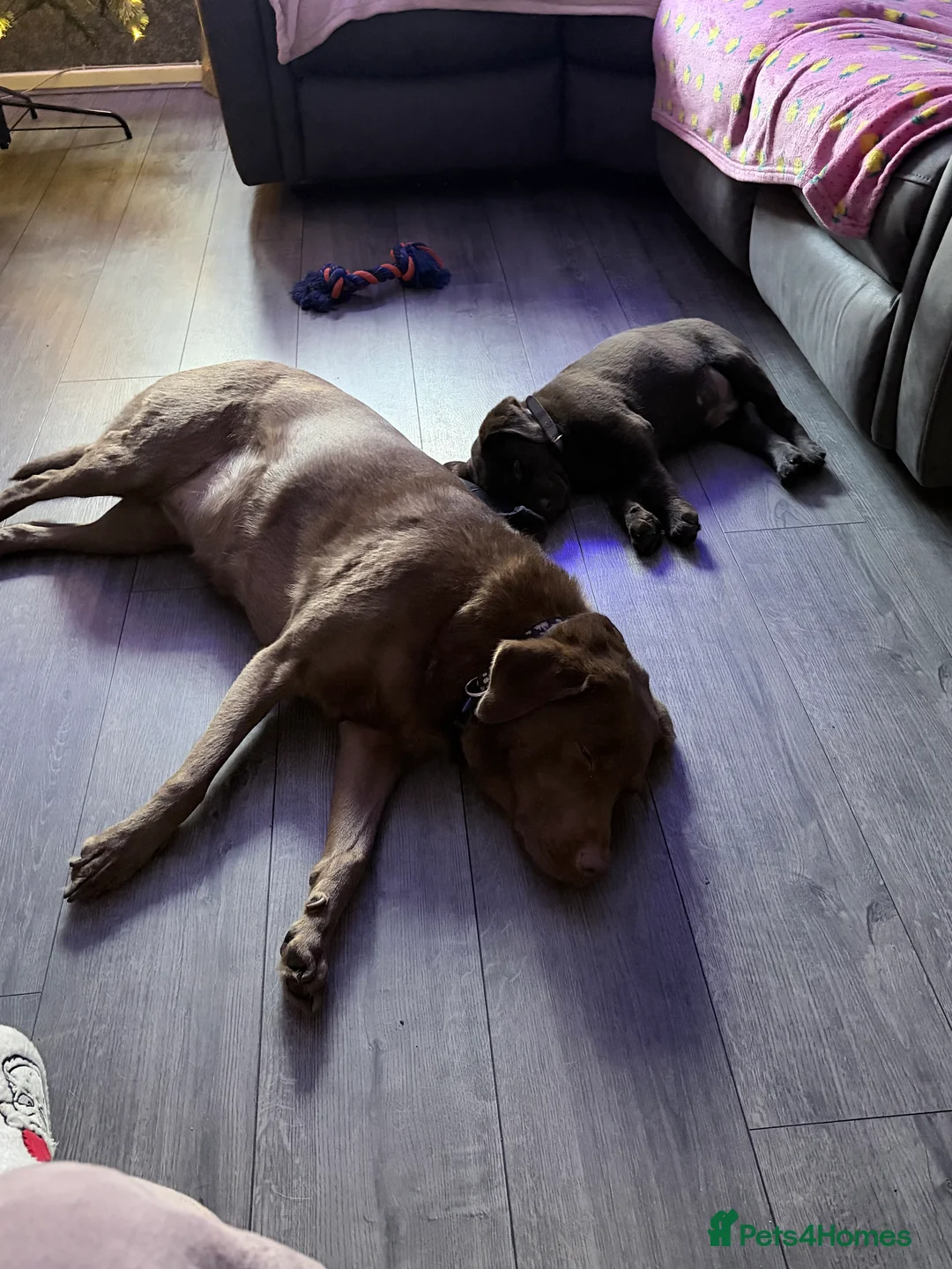 Labrador Retriever dogs for sale: Chocolate Labrador 4 month male  - Advert 2