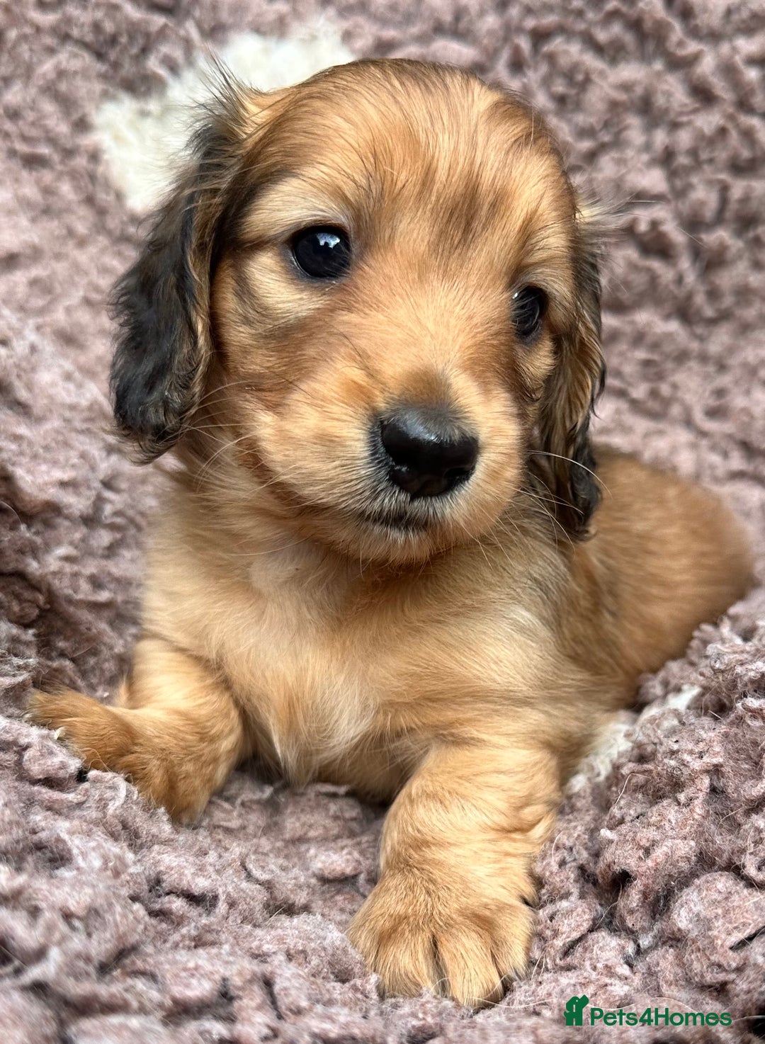 Miniature Dachshund dogs for sale: Gorgeous LH mini Dachshunds KC Reg ⭐️⭐️⭐️⭐️⭐️ - Image 4