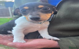 Jack Russell dogs for sale: Jack russel puppies - Image 6