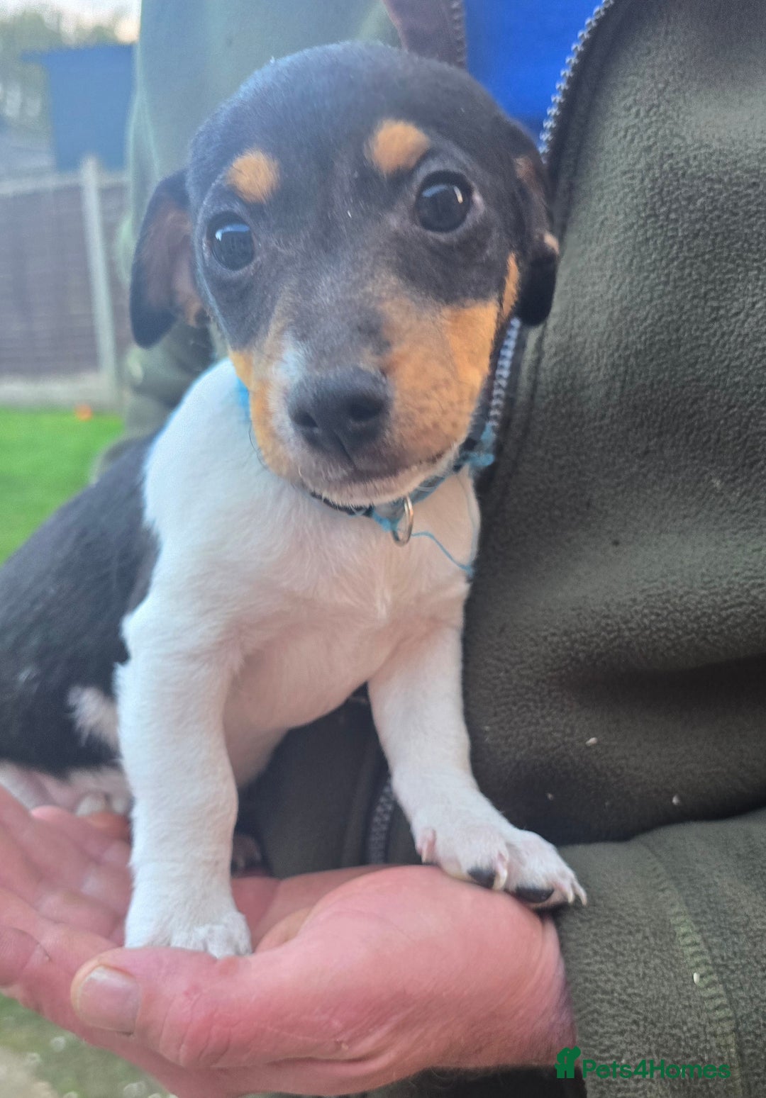 Jack Russell dogs for sale: Jack russel puppies - Image 6
