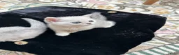 British Shorthair cats for sale: Beautiful British Shorthair Silver Shaded Kittens in Leicester - Advert 16