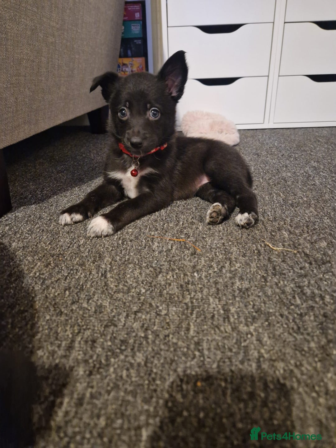 Mixed Breed dogs for sale: Border collie cross kelpie - Image 11