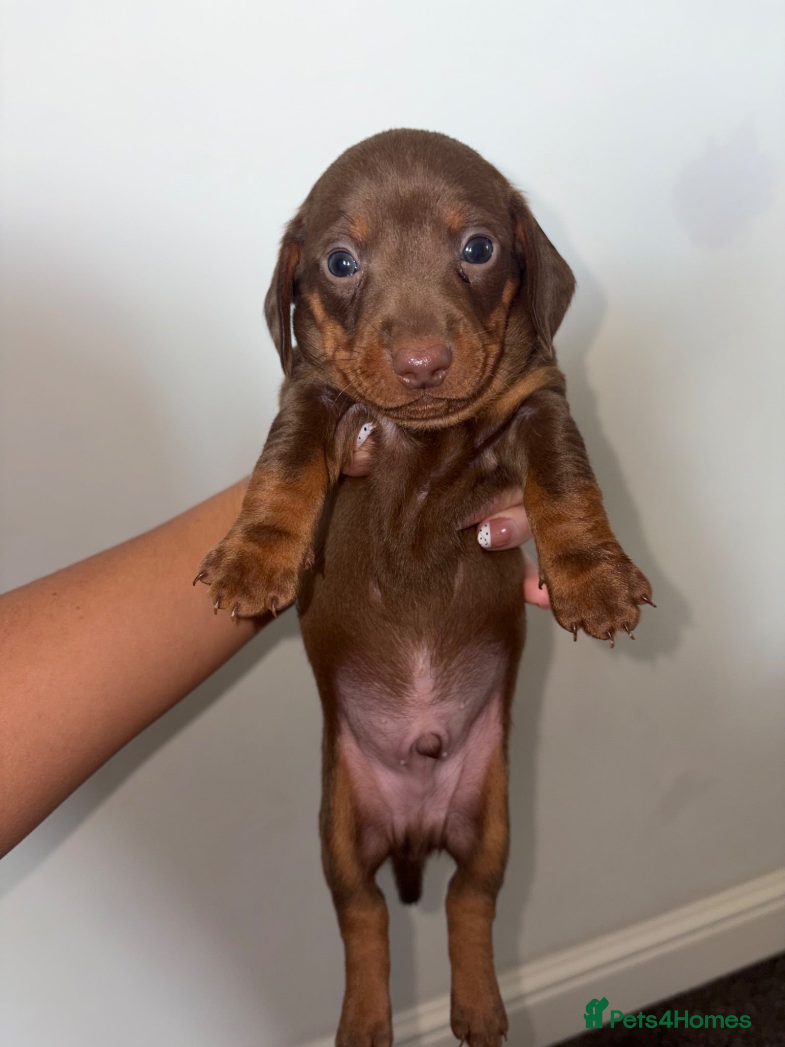 Dachshund dogs 4 beautiful boy pups looking for forever homes  - Advert 4
