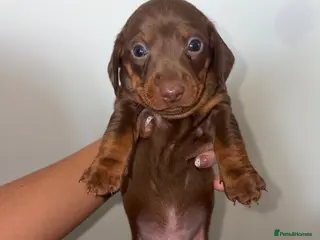 Dachshund dogs 4 beautiful boy pups looking for forever homes - Advert 4