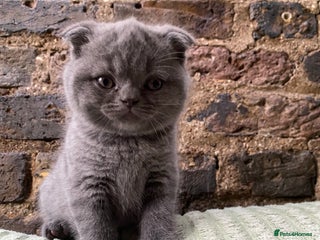 Scottish Fold cats Scottish Fold kittens for sale 3 Girls 2 Boys - Advert 6