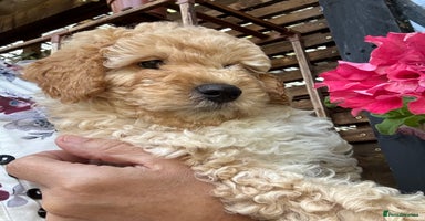 Cavapoo dogs - Advert 10