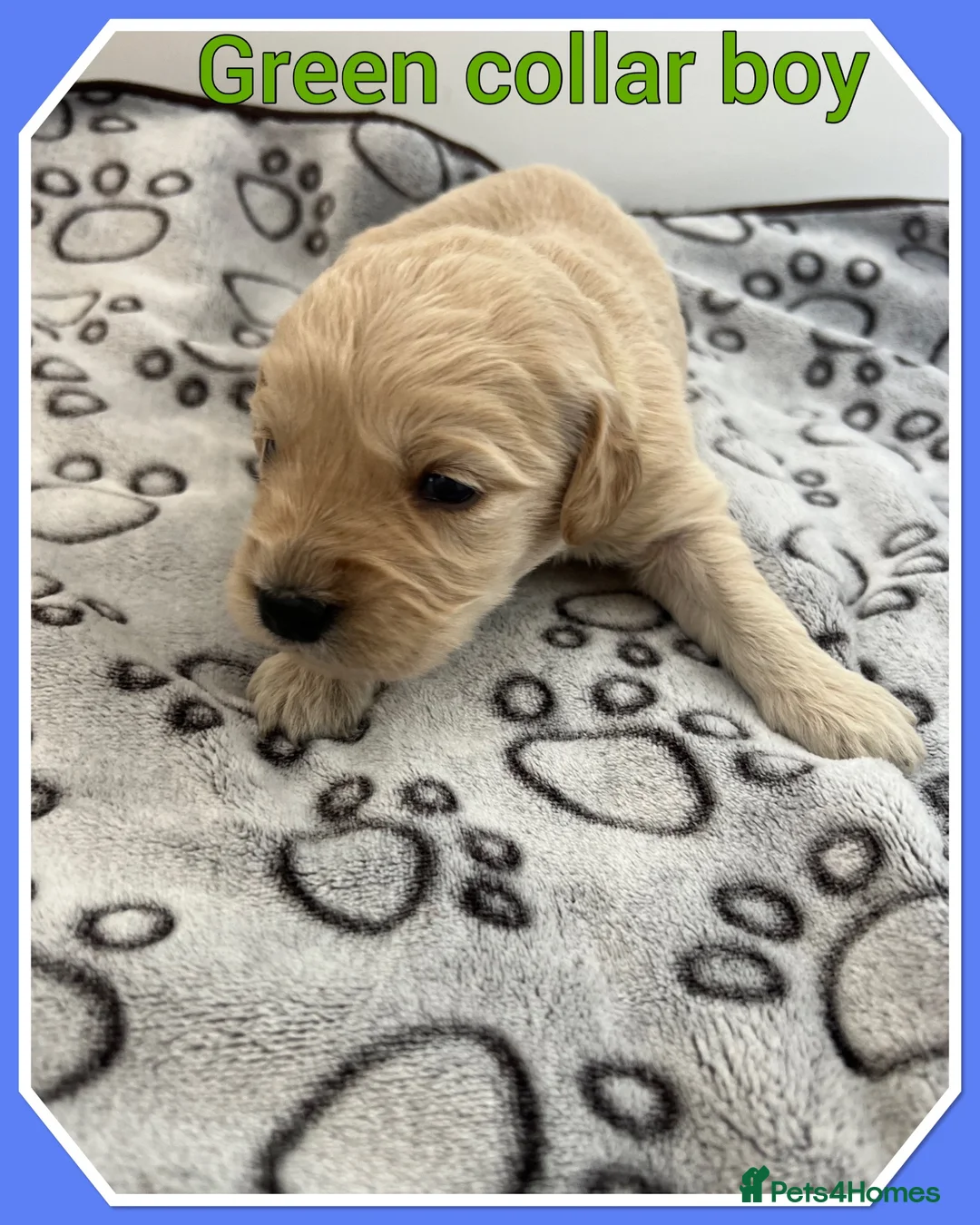 Mini Goldendoodle dogs for sale: 🐶 STUNNING F1 MINIATURE GOLDENDOODLES 🐶 - Advert 2