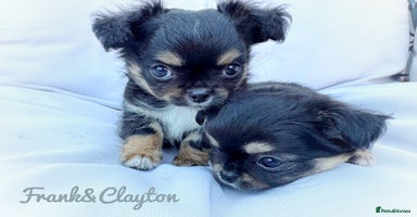 Chihuahua dogs - Advert 8