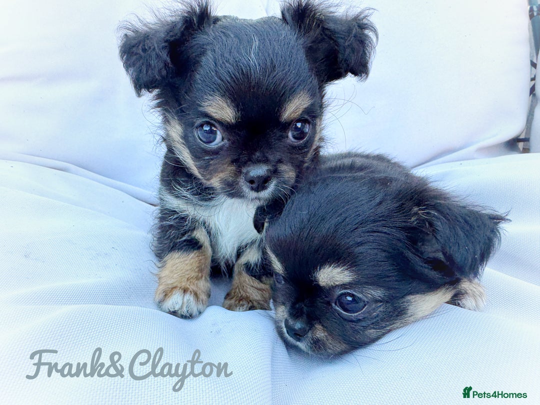 Chihuahua dogs for sale: KC long coat quality chihuahua Licensed breeder - Image 6