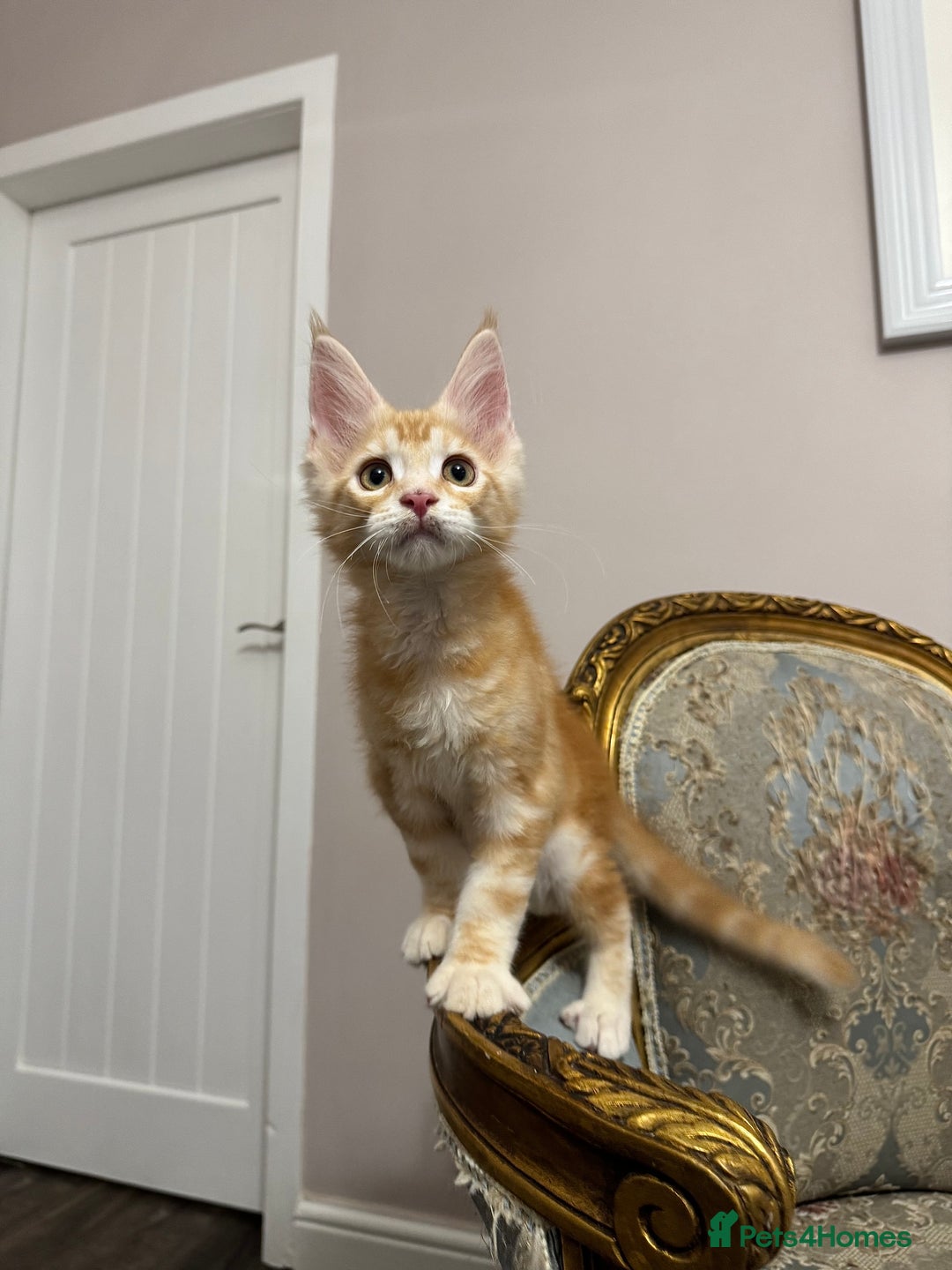 Maine Coon cats for sale: Maine Coon Kittens 🏆 20+ gen 🧬 Full Pedigree - Advert 17