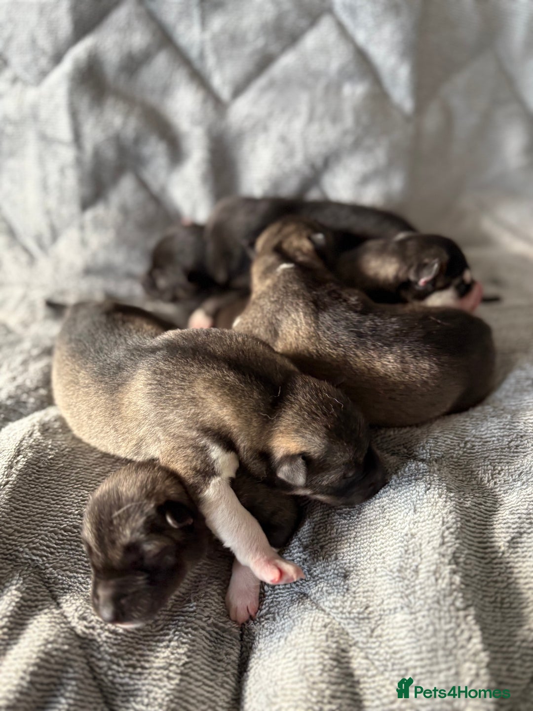Siberian Husky dogs for sale: Kc reg Siberian husky puppies  - Image 4