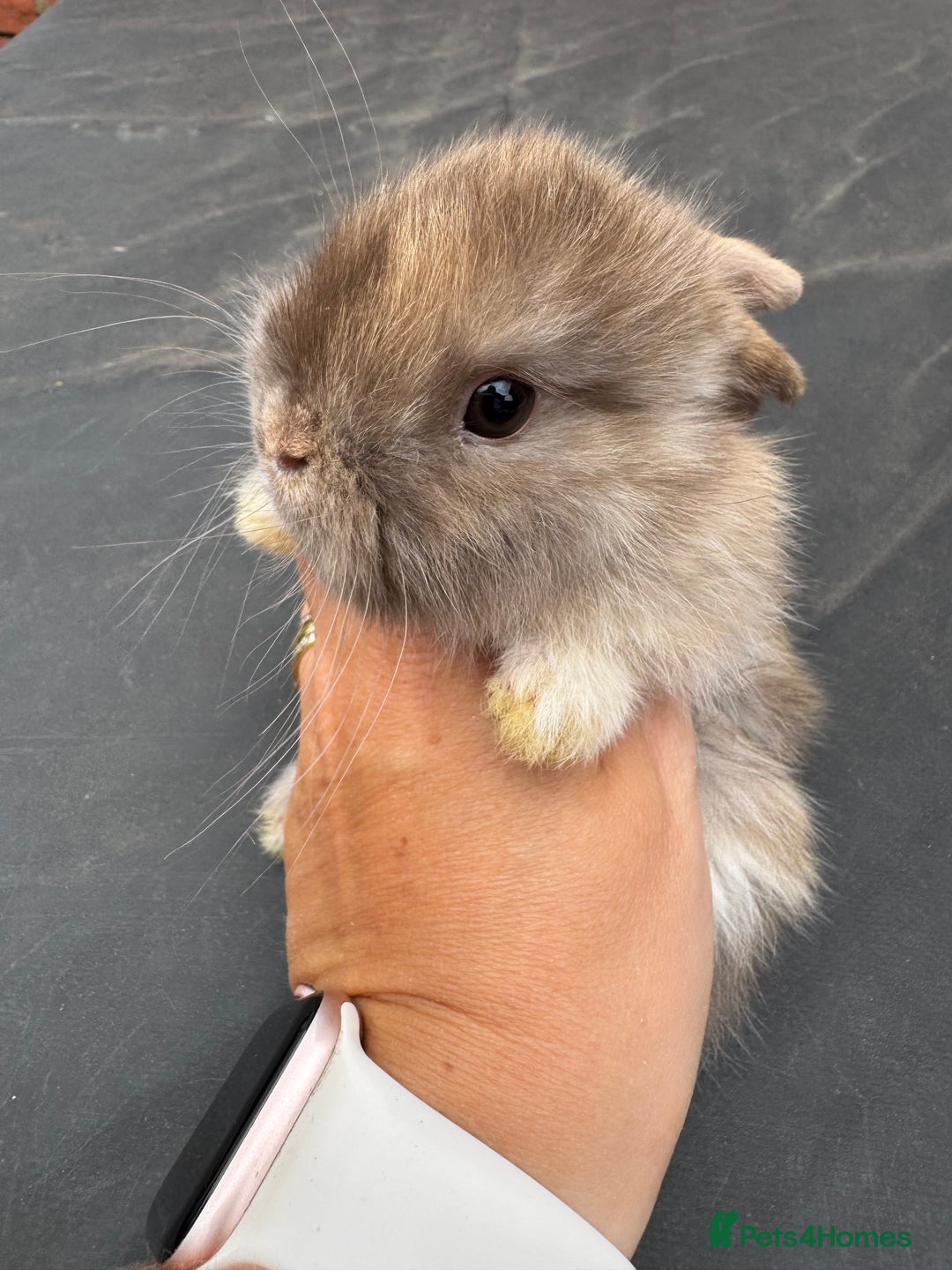 Mini Lop rabbits for sale: Pure bred mini lop baby bunnies. (Very friendly) - Image 7