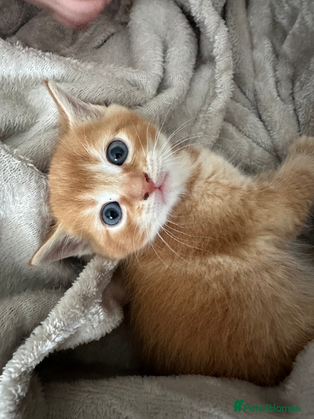 Mixed Breed cats for sale: Two ginger boys - Image 9