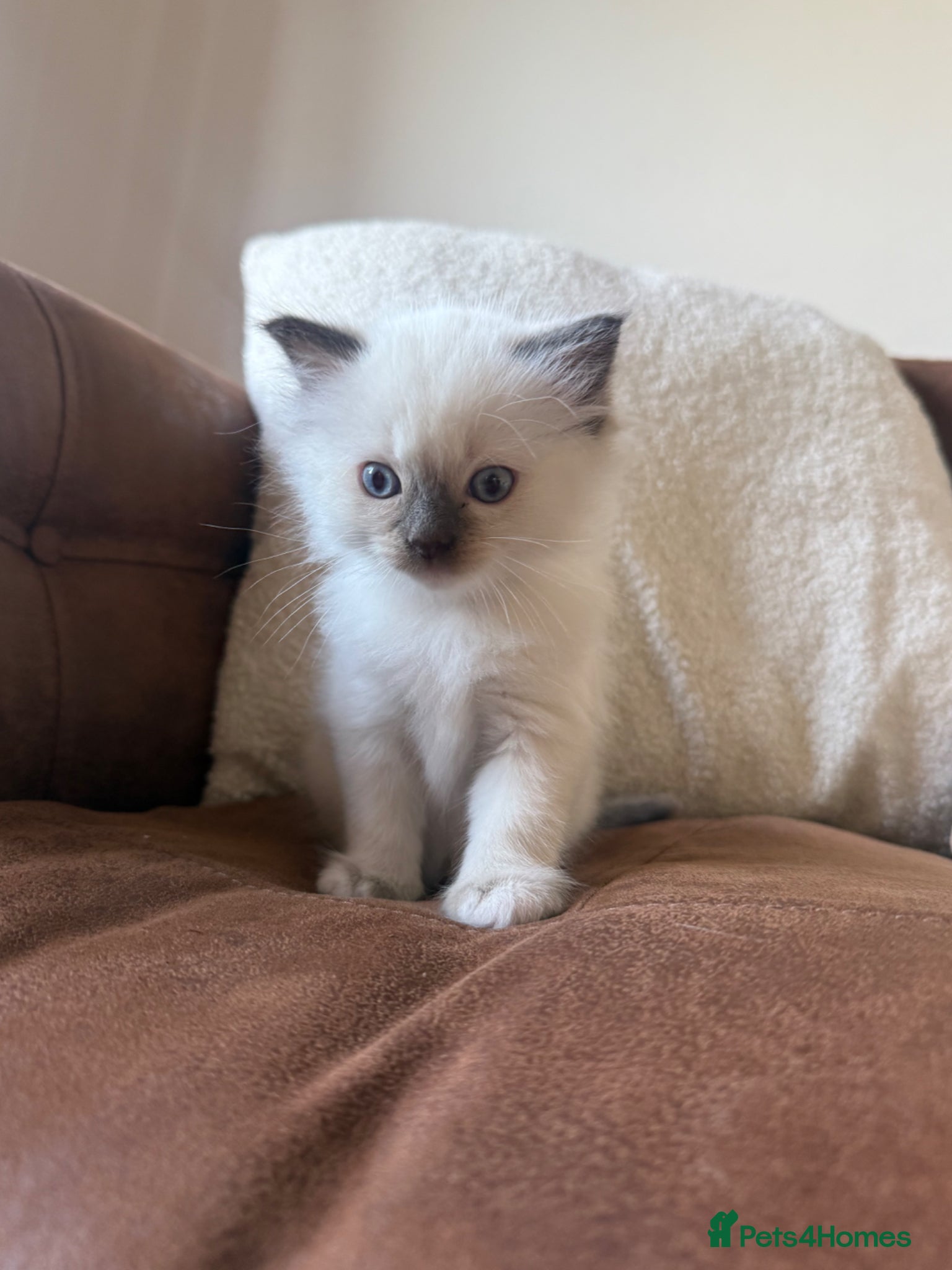 Ragdoll cats ONLY 1 LEFT ❤️ ragdolls ❤️ - Advert 1