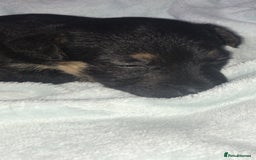 Jack Russell dogs for sale: Jack Russell Puppies Black and Tan  - Image 3