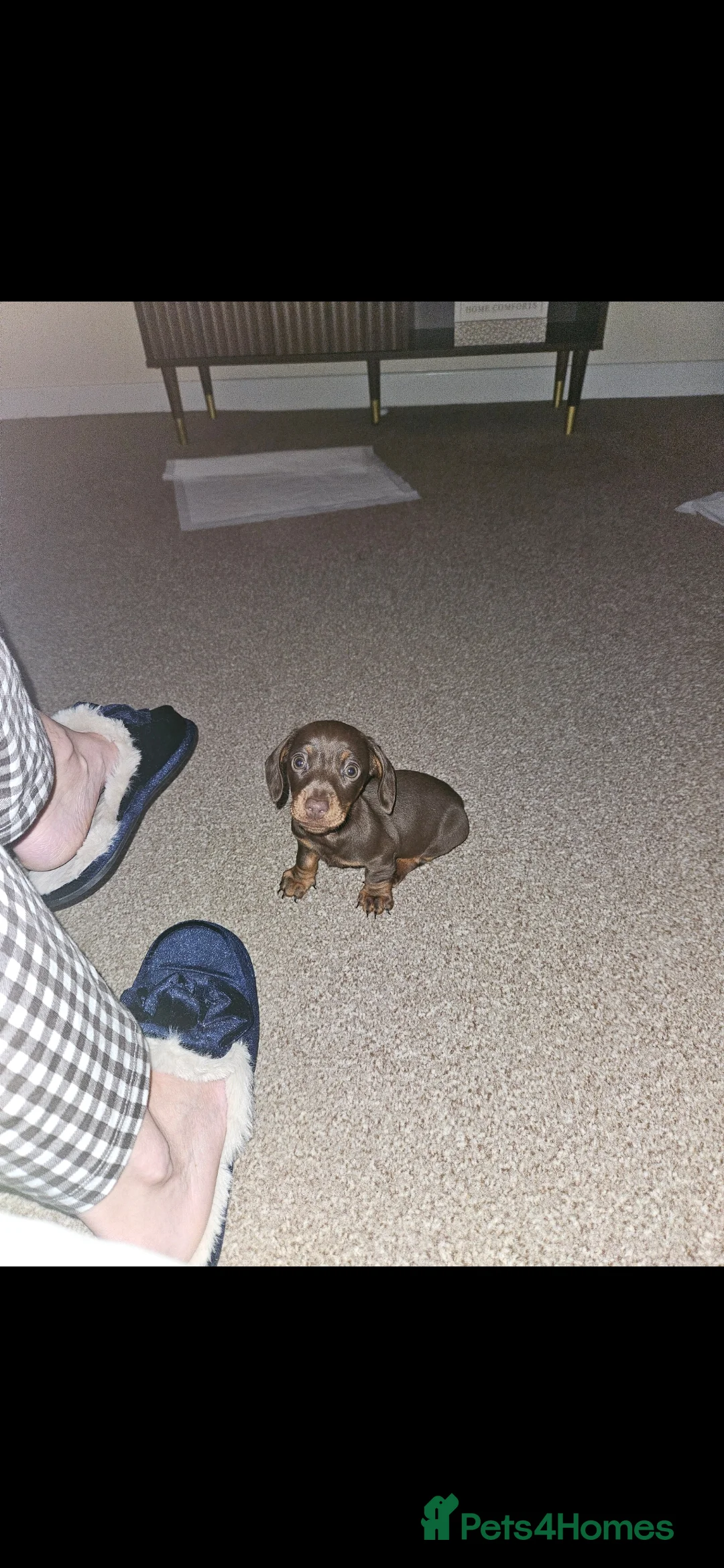 Miniature Dachshund dogs for sale: Miniature dachshund  - Advert 7