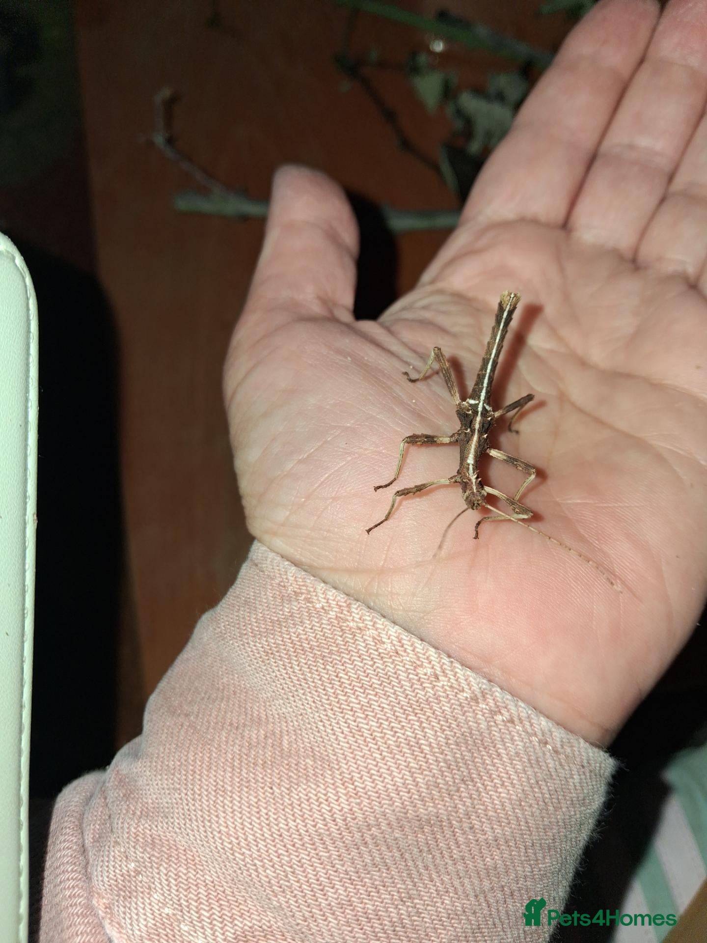 Stick Insects invertebrates Stick insects babies and adults - Advert 14
