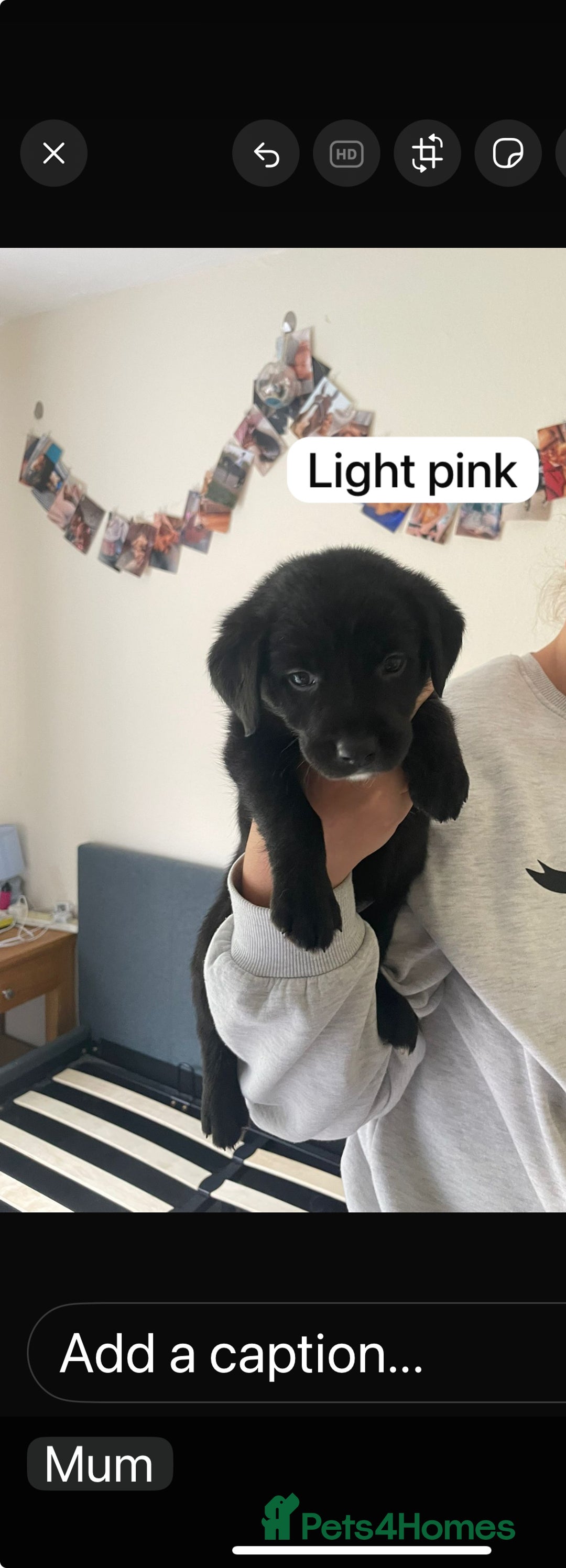 Cockerdor dogs for sale: Puppies for sale  - Image 3