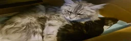 Maine Coon cats for sale: Maine coon kittens registered with GCCF - Advert 4