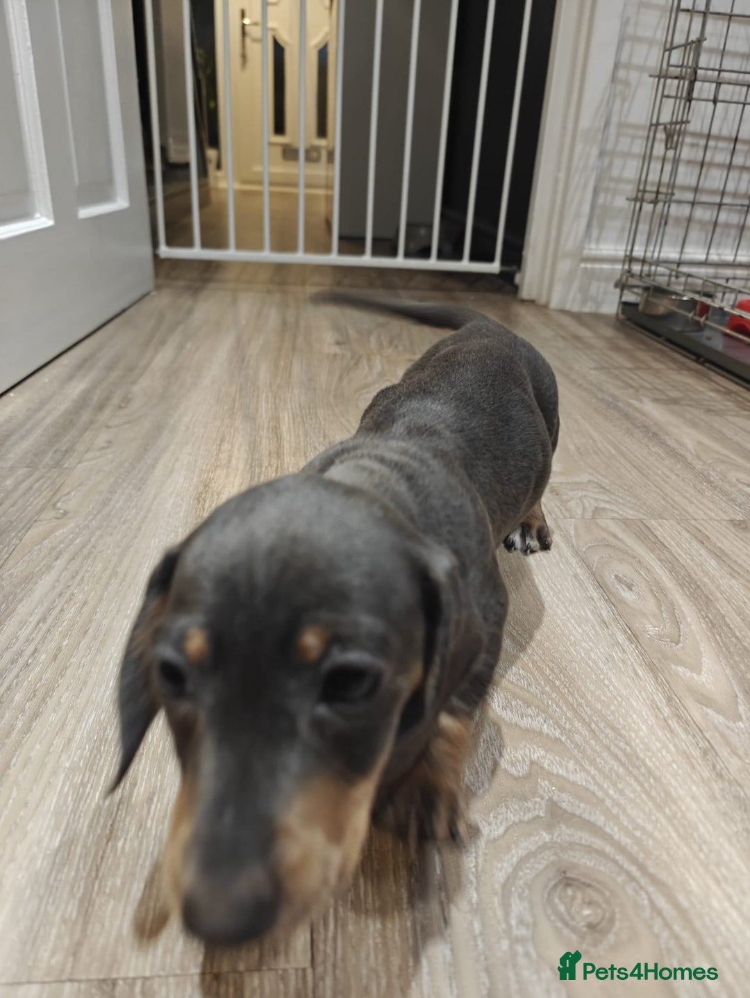 Miniature Dachshund dogs for sale: KC Miniature Shorthaired Dachshund puppy - Advert 6