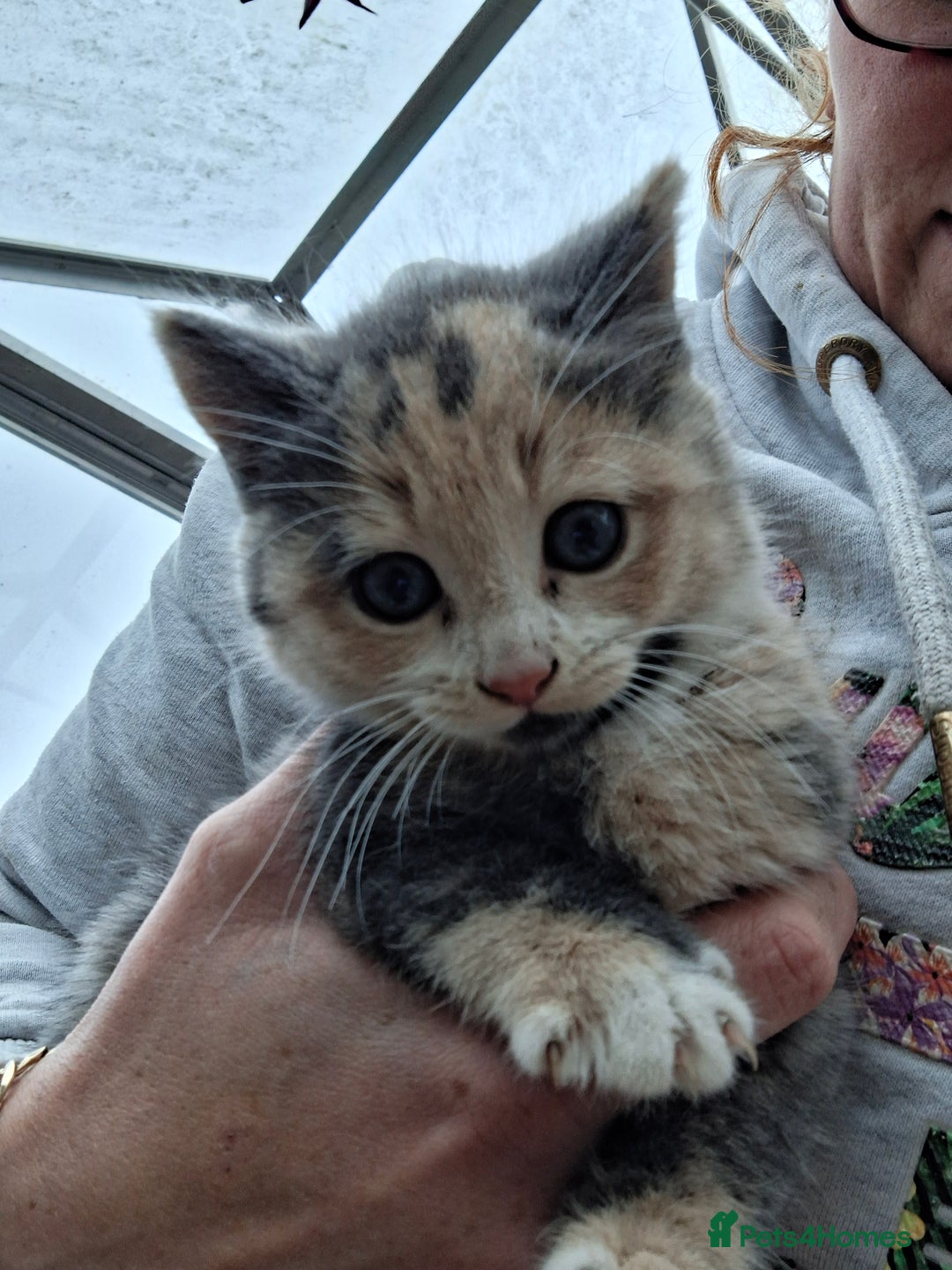 Mixed Breed cats for sale: Grey kittens  - Advert 5