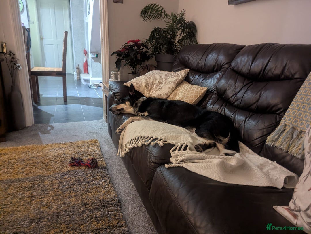 Border Collie dogs for sale: Loving 2yo Border Collie - Great with Kids - Advert 6