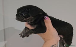 Frug dogs for sale: Last Black & Tan Frug Boy 🥰 - Image 4