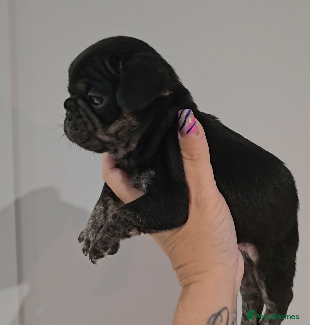 Frug dogs for sale: Last Black & Tan Frug Boy 🥰 - Image 4