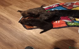 Mixed Breed dogs for sale: puppies  for sale - Advert 4