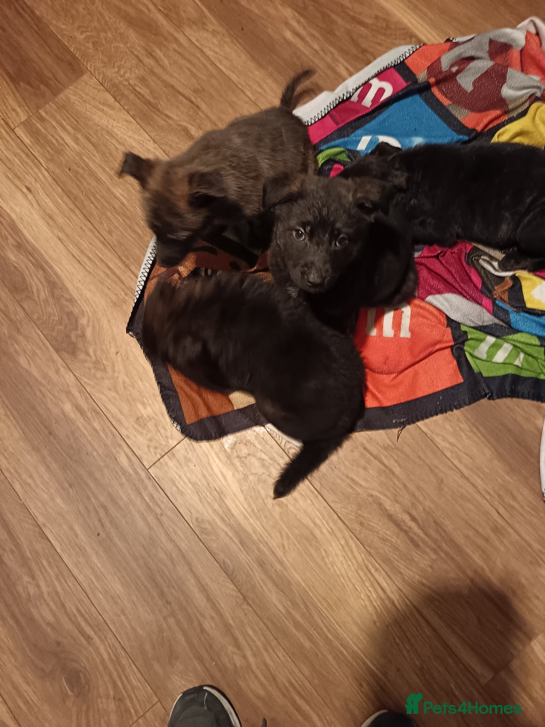 Mixed Breed dogs for sale: puppies  for sale - Advert 4