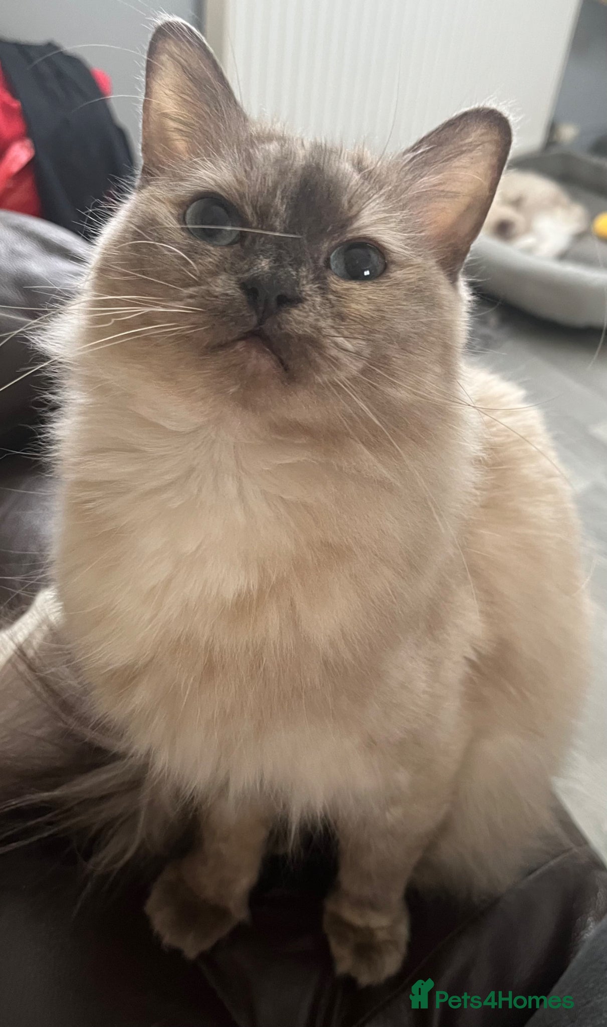 Ragdoll cats Blue mink tortie colourpoint ragdoll - Advert 9