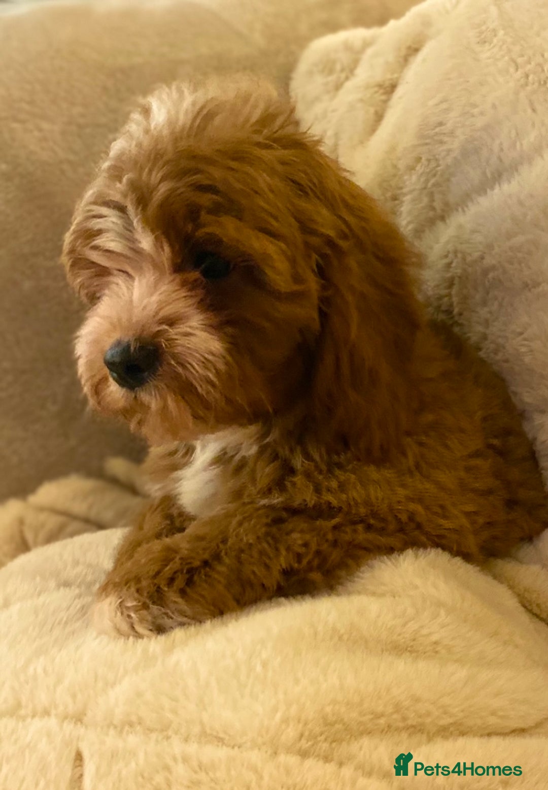 Cavapoo dogs for sale: Cute ruby red boys ready to go  - Advert 2