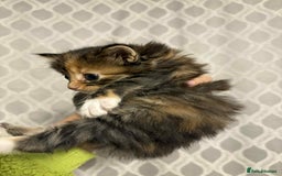 British Longhair cats for sale: Gorgeous british long hair kittens  - Image 6