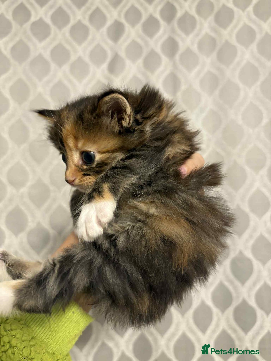 British Longhair cats for sale: Gorgeous british long hair kittens  - Image 6