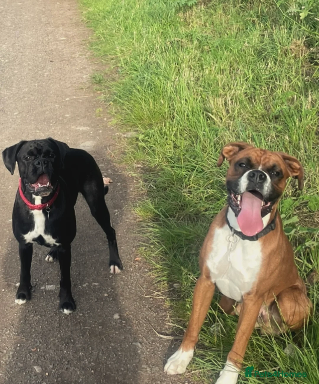 Boxer dogs for sale: Bella and cooper pure breed boxers - Advert 1