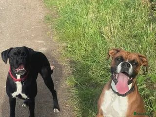 Boxer dogs Bella and cooper pure breed boxers - Advert 2