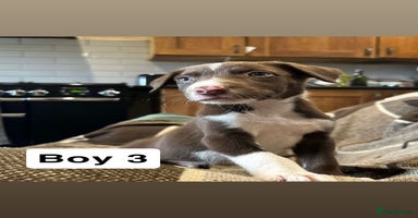 Border Collie dogs - Advert 1