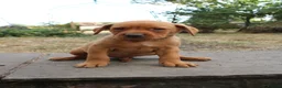 Labrador Retriever dogs for sale: Fox Red KC Labrador Puppies - Advert 17