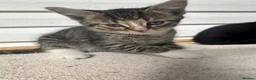 Mixed Breed cats for sale: Cute Kittens for Sale  - Advert 10