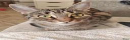 Bengal cats for sale: Beautiful bengal female cat  in Barry - Advert 5