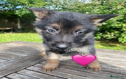 German Shepherd dogs for sale: Chunky Farm bred GSD pups ready now. - Image 8